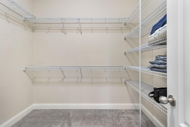 walk in closet with carpet floors