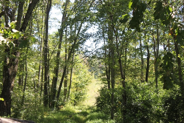 view of local wilderness