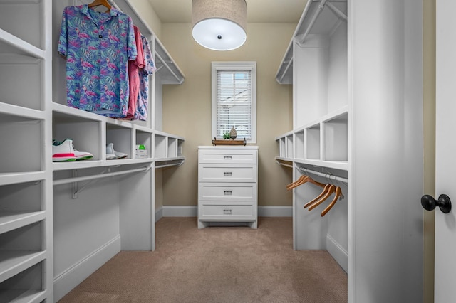6054 Pelican Way, College Grove, TN 37046 - walk in closet featuring carpet