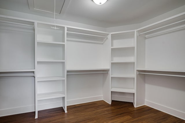 spacious closet with dark wood finished floors and attic access