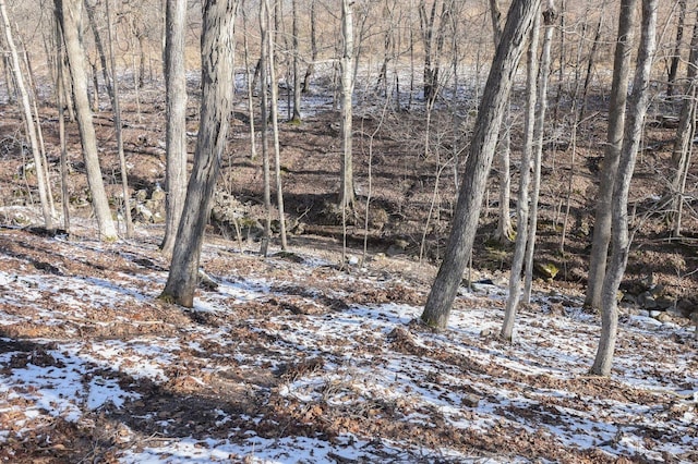 view of local wilderness