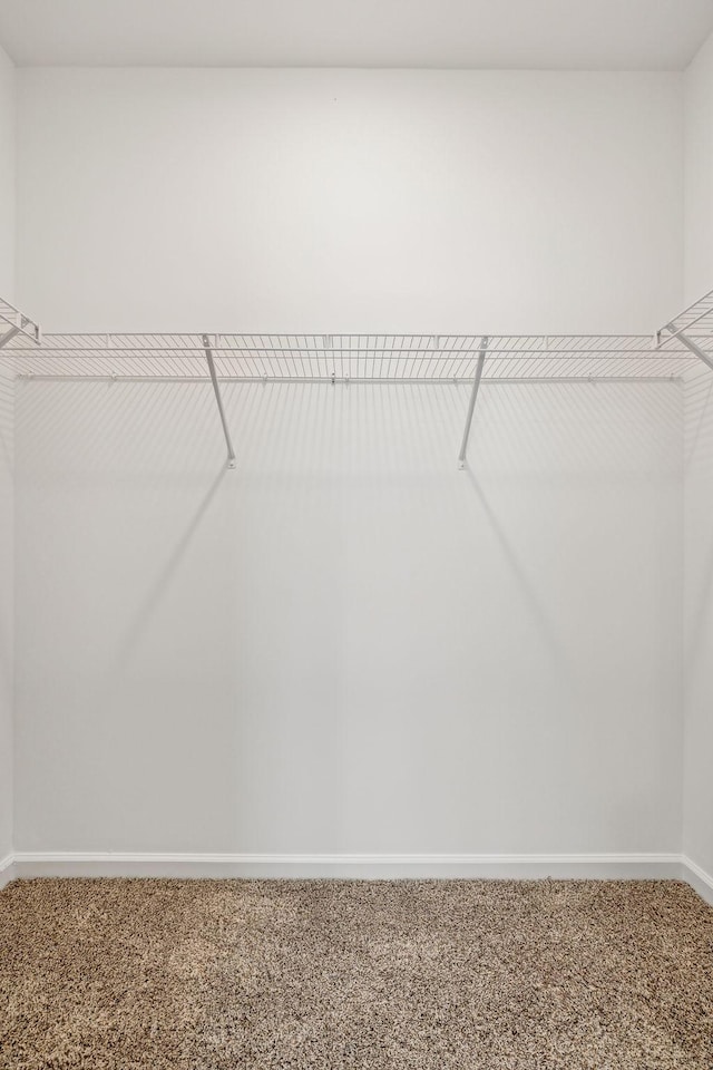 spacious closet with carpet