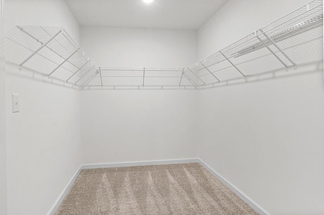 spacious closet with carpet flooring