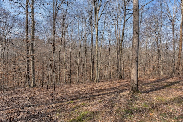 view of local wilderness