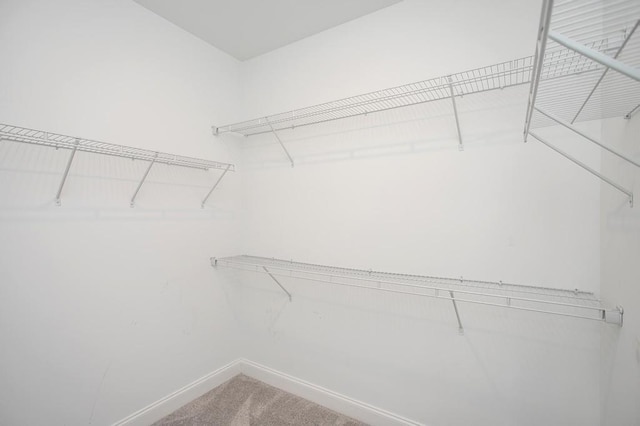 spacious closet featuring carpet floors