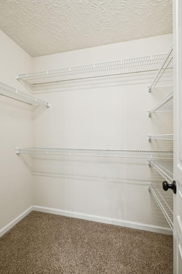 spacious closet featuring carpet