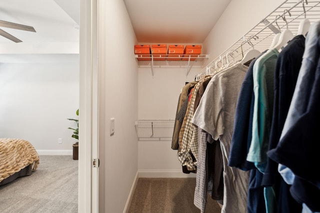 walk in closet featuring carpet floors and ceiling fan