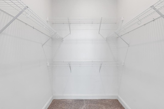 spacious closet featuring carpet floors