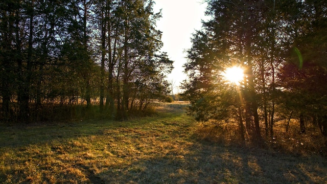 view of local wilderness