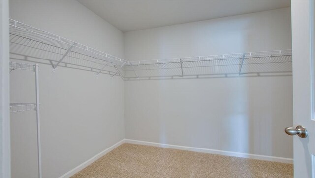 walk in closet featuring carpet