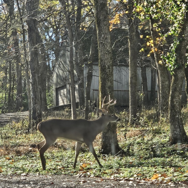 view of local wilderness