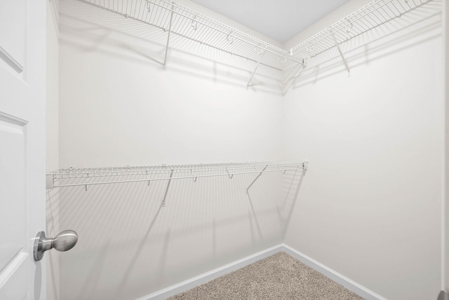 walk in closet featuring carpet flooring