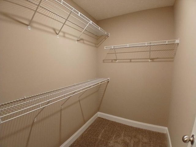 walk in closet with carpet flooring