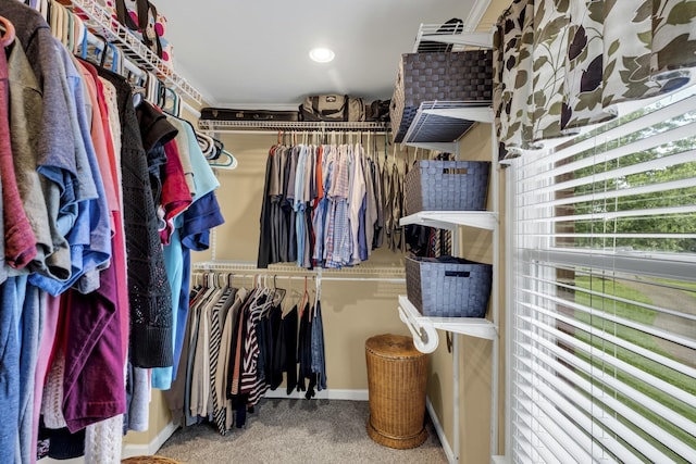 spacious closet featuring carpet flooring