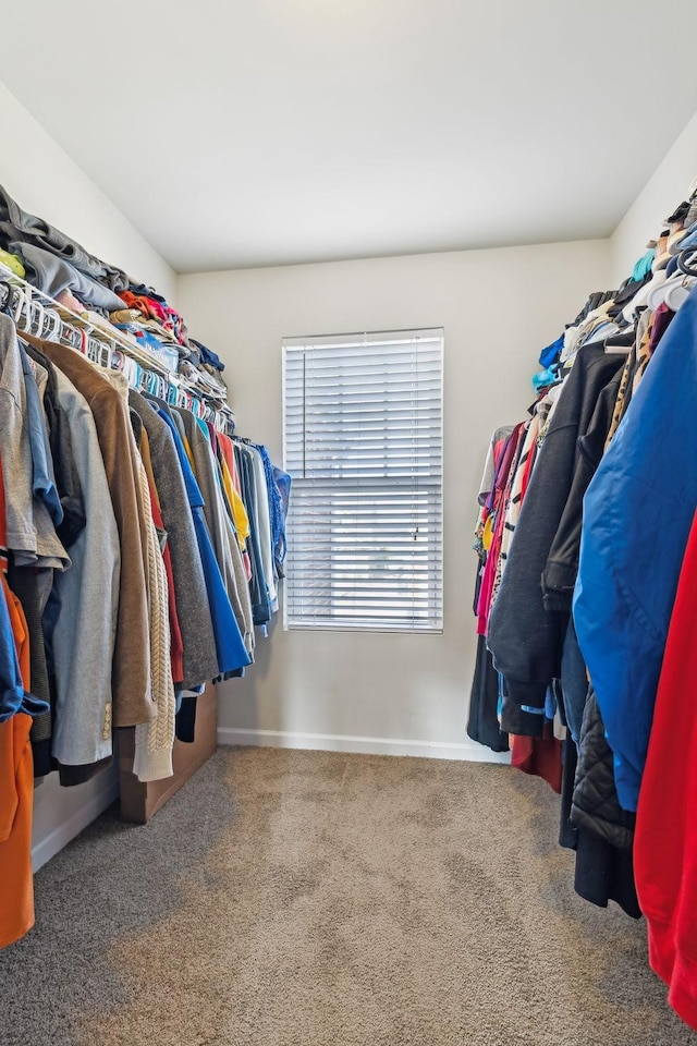 spacious closet featuring carpet floors