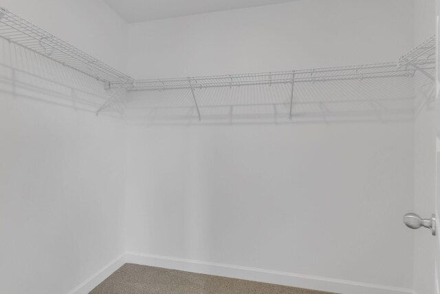 walk in closet with carpet floors