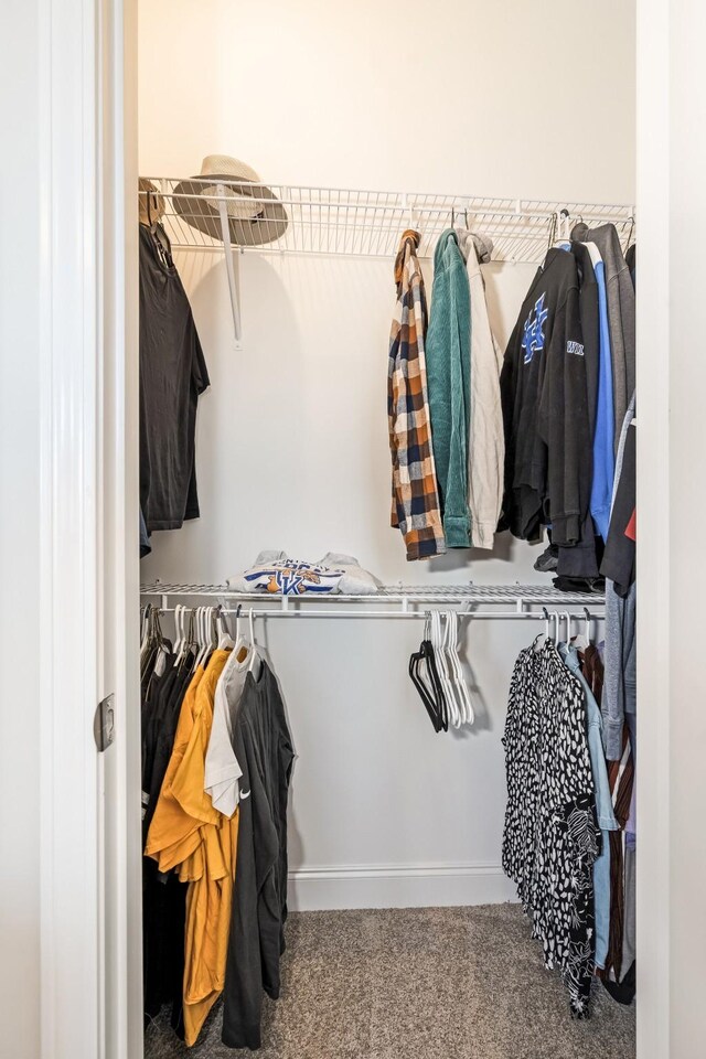 walk in closet with carpet flooring