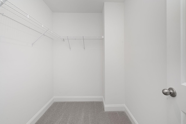 walk in closet with carpet flooring