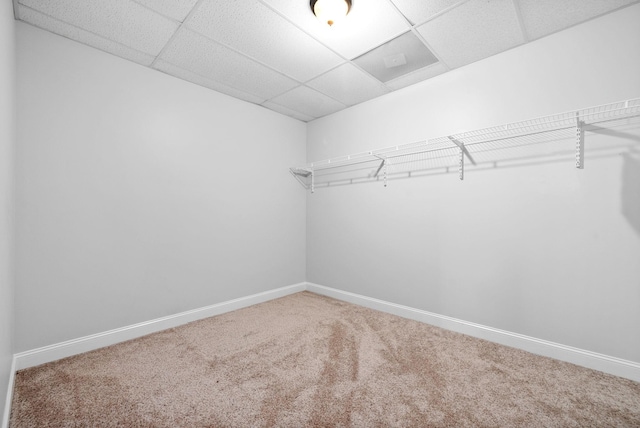 walk in closet featuring carpet floors and a drop ceiling