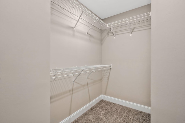 spacious closet featuring carpet flooring