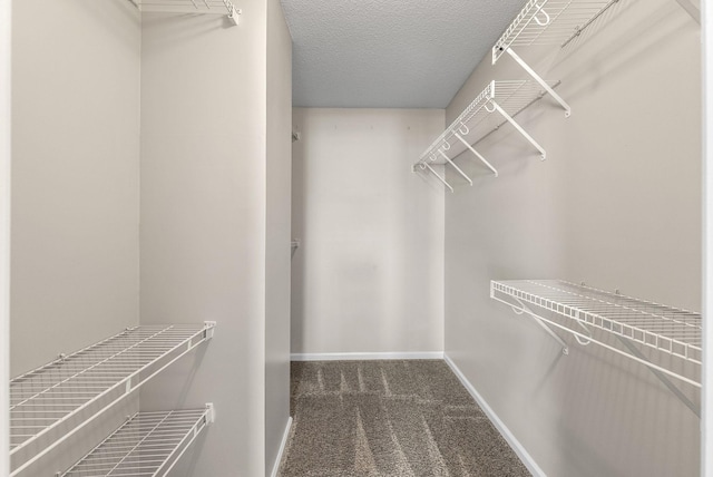 walk in closet featuring carpet flooring