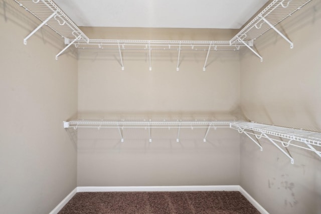 spacious closet featuring carpet flooring