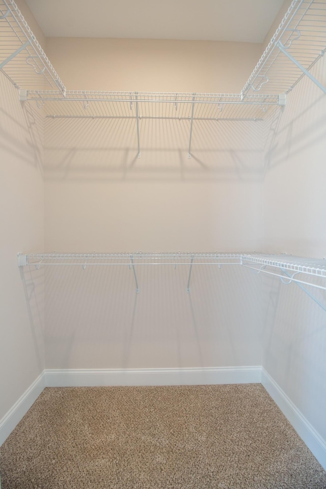 walk in closet featuring carpet flooring