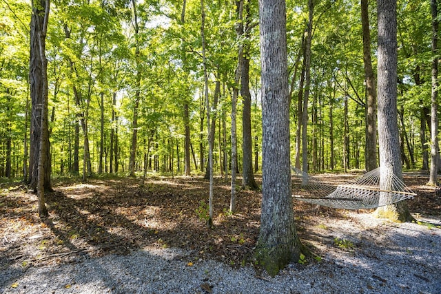 view of local wilderness