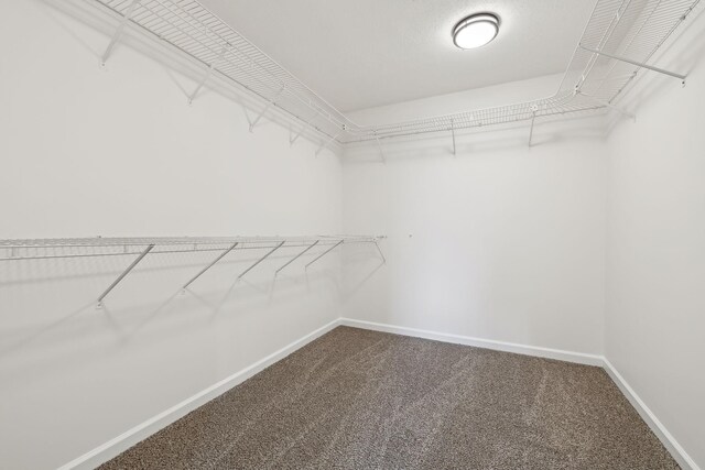 walk in closet featuring carpet floors