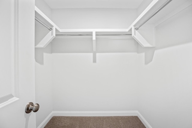 spacious closet featuring carpet flooring