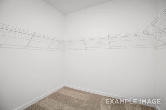 walk in closet with carpet floors