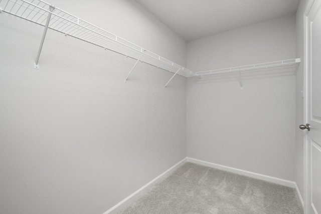 walk in closet with carpet floors