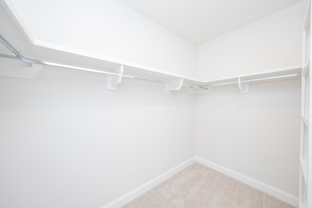 spacious closet featuring carpet floors