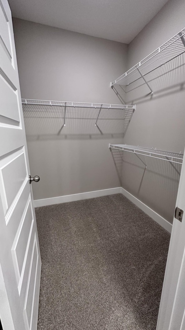 spacious closet featuring carpet floors