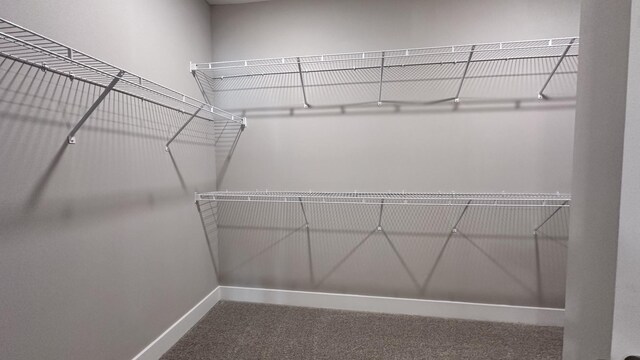 spacious closet featuring carpet floors