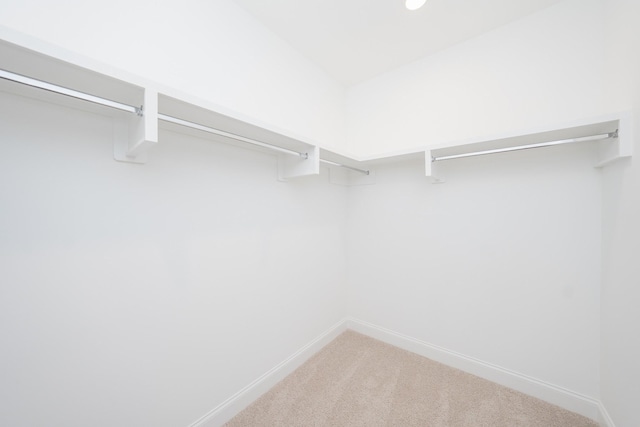 spacious closet featuring carpet