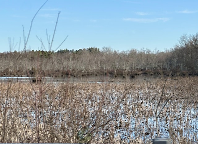 view of local wilderness