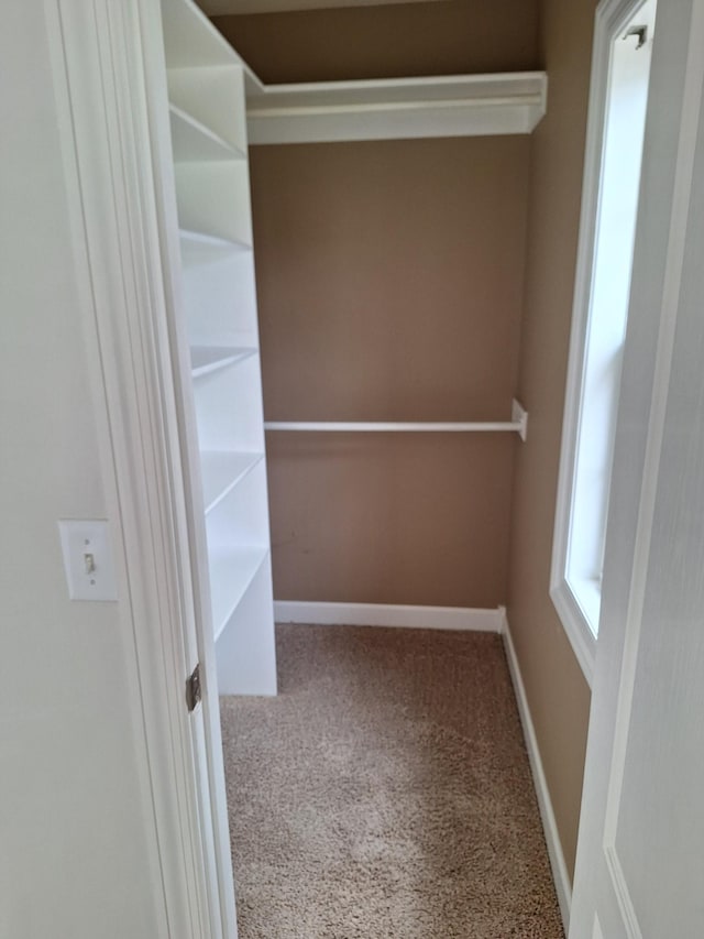 walk in closet featuring carpet floors