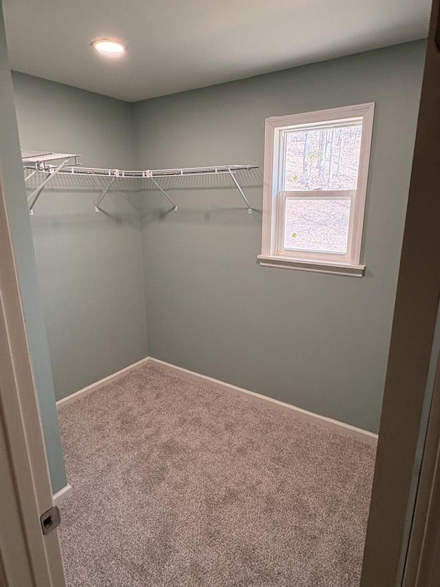 spacious closet featuring carpet floors