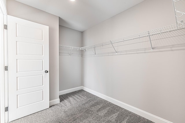 walk in closet with carpet flooring