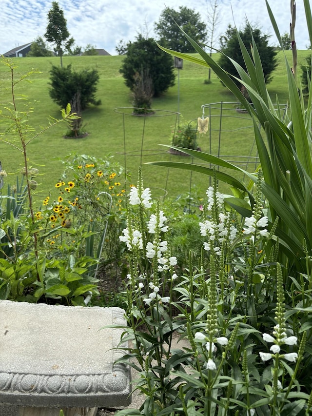 view of local wilderness