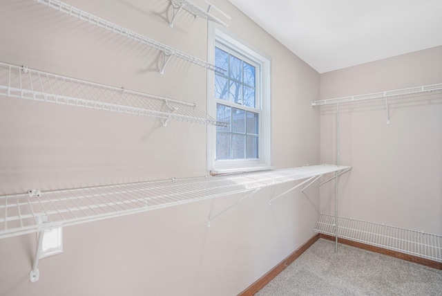 walk in closet featuring carpet flooring