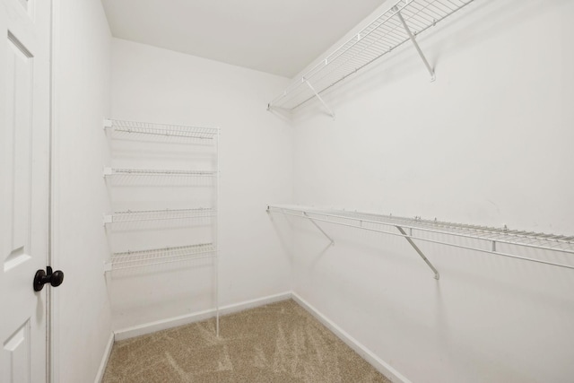 walk in closet with carpet flooring