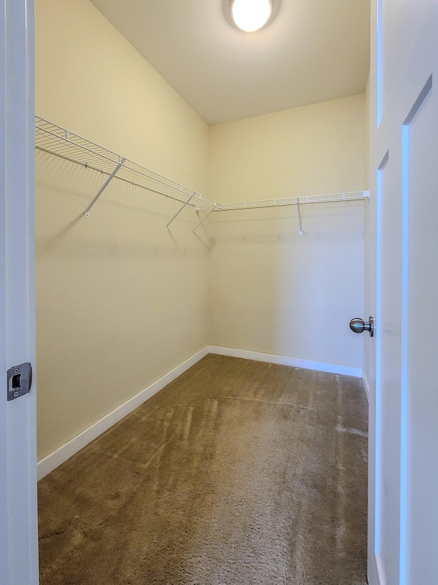 walk in closet featuring carpet flooring