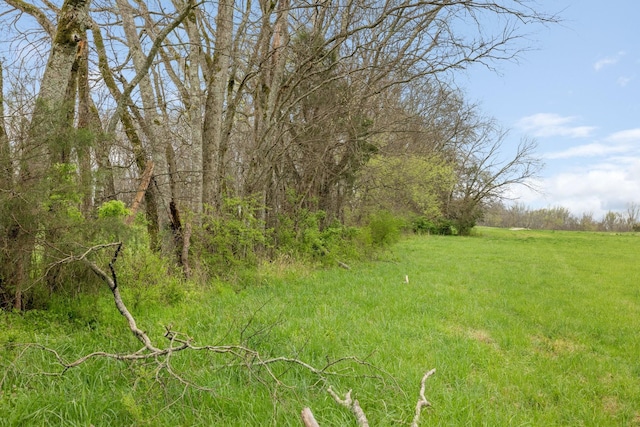 view of local wilderness