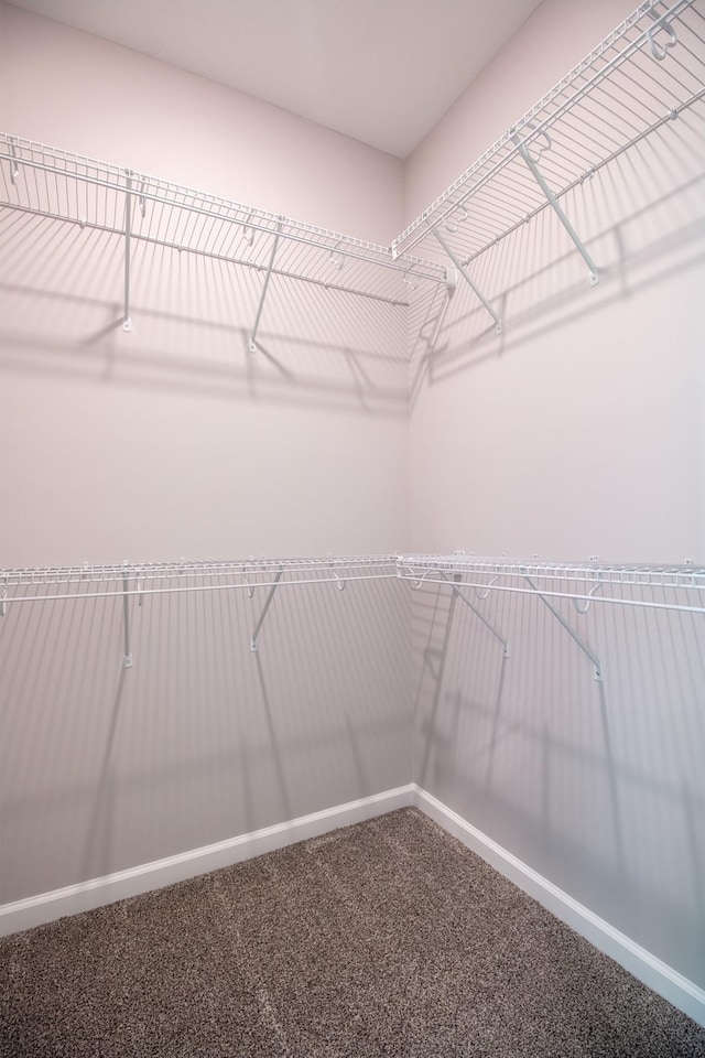 spacious closet featuring carpet flooring