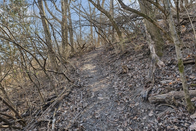 view of local wilderness