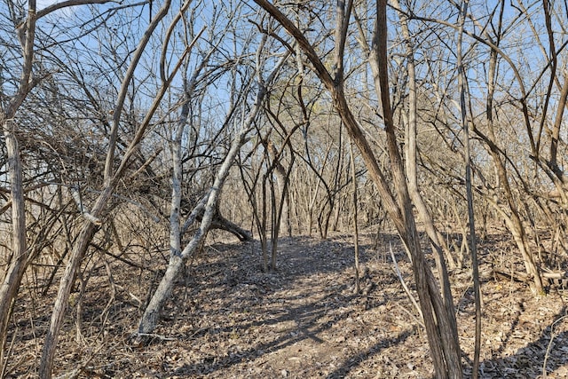 view of local wilderness