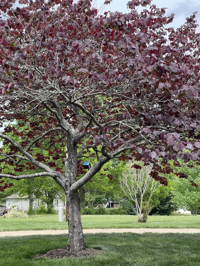 view of home's community with a lawn