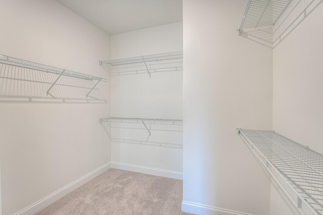 spacious closet featuring carpet flooring